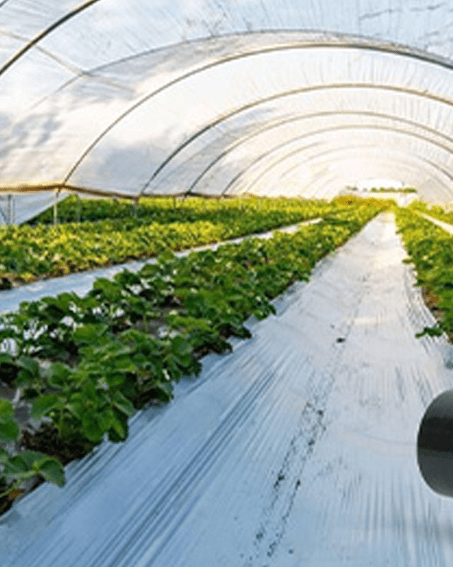 Green Agriculture Sheet